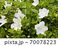 ツツジ 70078223