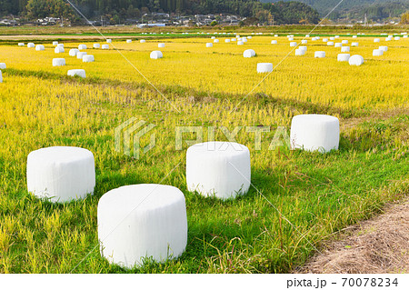 稲刈り後のホールクロップサイレージ 稲刈り後のホールクロップサイレージ 70078234