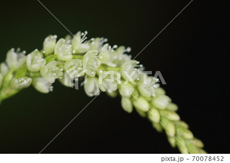 自然 植物 オオイヌタデ、白花タイプ。何処にでもある雑草ですが小花が咲き始めた花穂は美しい 自然 植物 オオイヌタデ、白花タイプ。何処にでもある雑草ですが小花が咲き始めた花穂は美しい 70078452