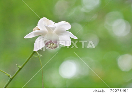 下向きに咲くレンゲショウマの花 8月撮影の写真素材