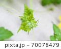 スイカの芽 70078479