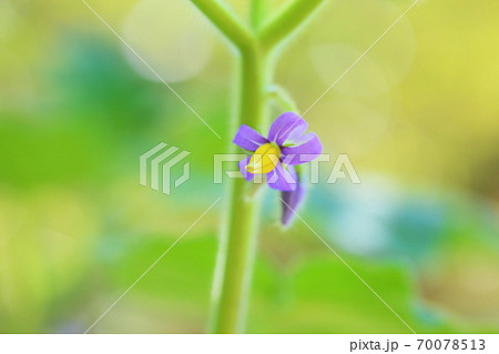 フォックスフェイスの花 ツノナスの写真素材