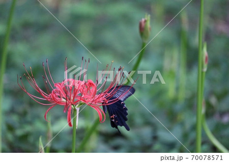 ヒガンバナに夢中になっているクロアゲハ蝶 70078571