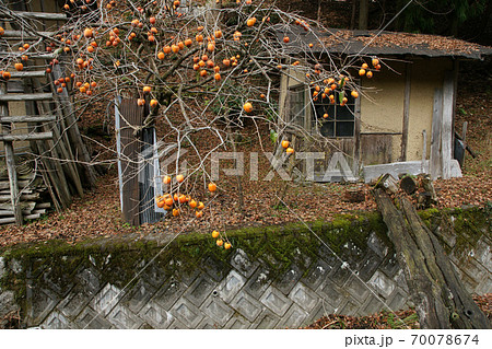 鳥取　四季の散歩　板井原集落 70078674