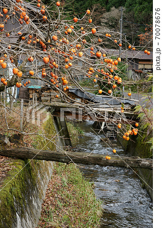 鳥取 四季の散歩 板井原集落 鳥取 四季の散歩 板井原集落 70078676