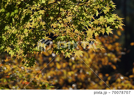 鳥取 四季の散歩 板井原集落 鳥取 四季の散歩 板井原集落 70078707