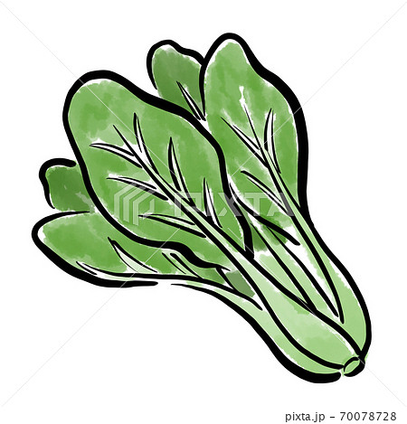 小松菜 こまつな 野菜 水彩 筆 手描き 素材のイラスト素材