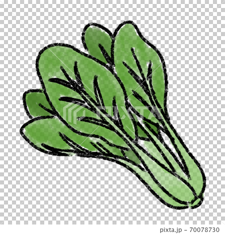 小松菜 こまつな 野菜 水彩 手描き 素材のイラスト素材