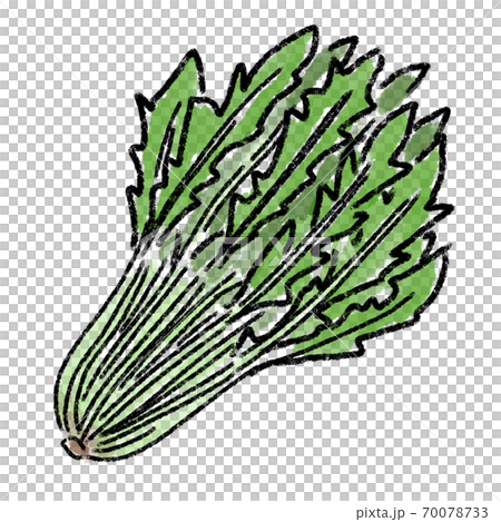 水菜 京菜 野菜 水彩 手描き 素材のイラスト素材 [70078733] - PIXTA