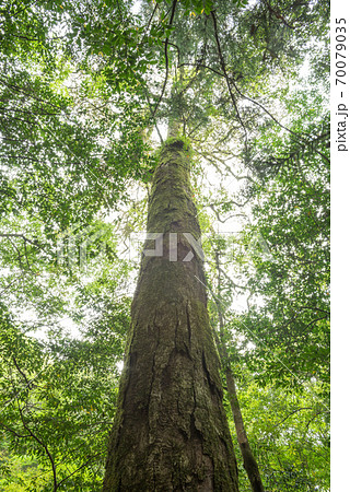 森の中のイチイガシの巨木 70079035