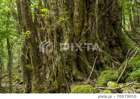 森の中のカツラの巨木の幹 70079050