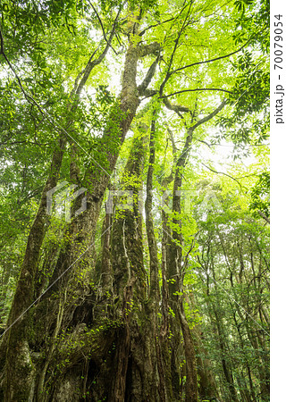 森の中のカツラの巨木 70079054