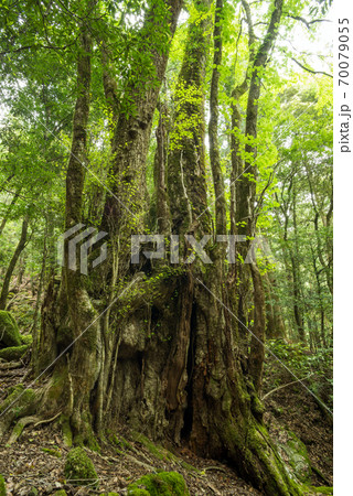 森の中のカツラの巨木 70079055
