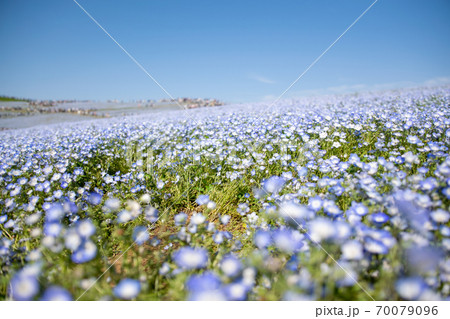 国営ひたち海浜公園のネモフィラハーモニー 70079096