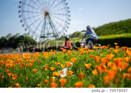 国営ひたち海浜公園のオレンジの花と観覧車 70079097