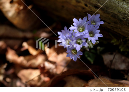林の中にフデリンドウの小さな花 林の中にフデリンドウの小さな花 70079108