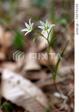 春の野原にホソバノアマナの小さな花 70079109