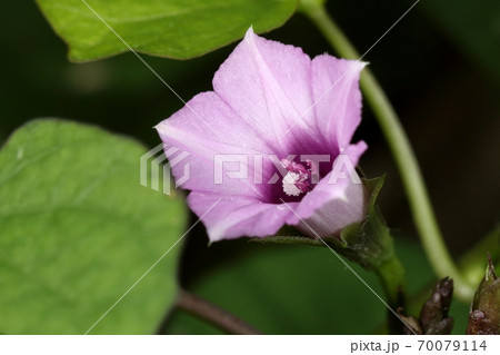自然　植物　ホシアサガオ、直径二センチほどの濃淡赤紫の花。雄しべの葯も赤紫色です 70079114