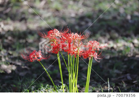 満開の彼岸花　   70079356