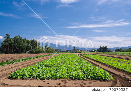 野沢菜の畑　山形村 70079527