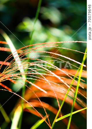 ススキのイメージ、秋【9月】 ススキのイメージ、秋【9月】 70079646