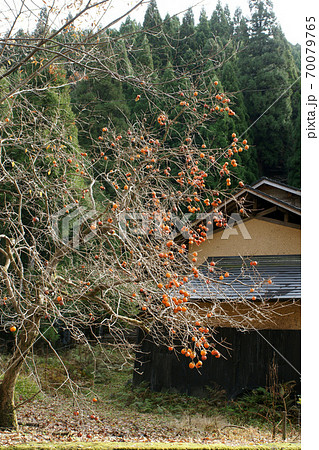 鳥取　四季の散歩　板井原集落 70079765