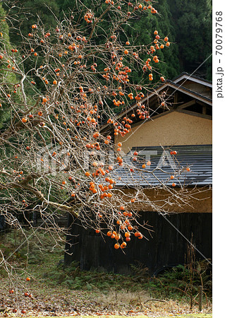 鳥取　四季の散歩　板井原集落 70079768