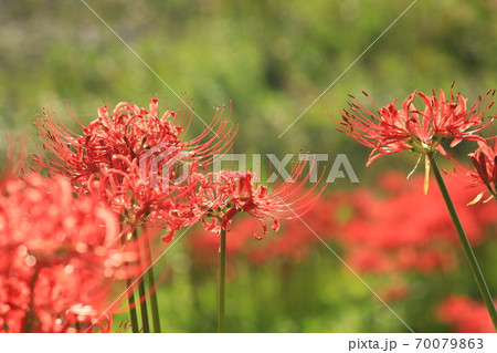 彼岸花2815 70079863