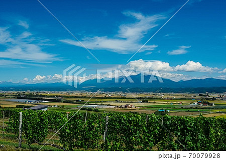 葡萄畑と初秋の富良野の田園風景(北海道 富良野市) 葡萄畑と初秋の富良野の田園風景(北海道 富良野市) 70079928