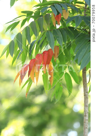 紅葉を始めたハゼノキ 70079958