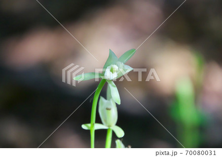 絶滅が懸念されるサガミラン　10月撮影 70080031