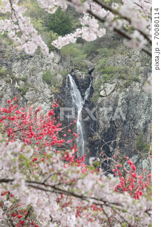 春爛漫、滝を彩る満開の桜 70080114