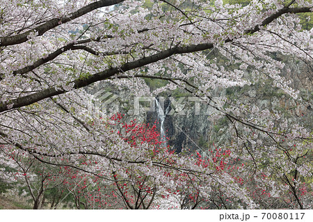 春爛漫、滝を彩る満開の桜 70080117