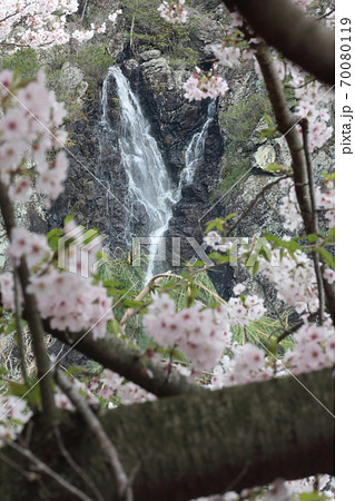 春爛漫、滝を彩る満開の桜（スローシャッター） 70080119