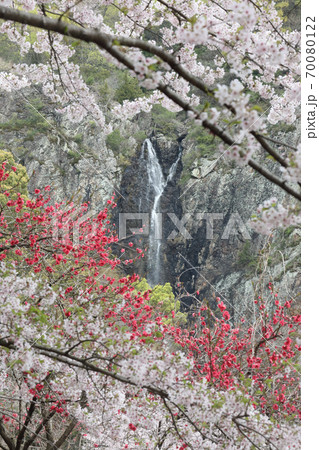 春爛漫、滝を彩る満開の桜 70080122