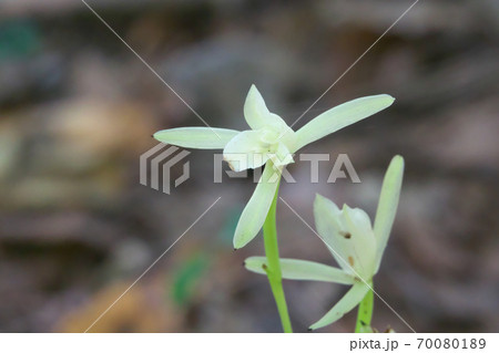 絶滅が懸念されているサガミラン　10月撮影 70080189