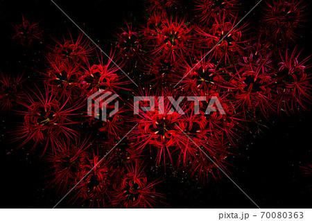 赤い彼岸花 70080363