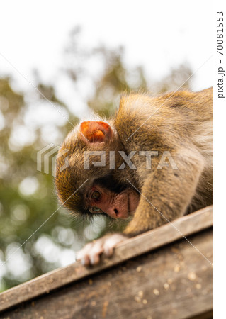 サル　淡路島　モンキーセンター 70081553