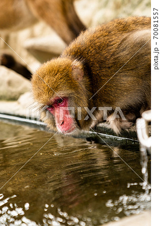 サル　淡路島　モンキーセンター 70081557
