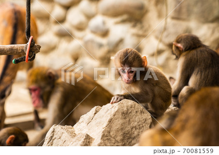 子サル　淡路島　モンキーセンター 70081559