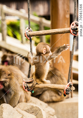 子サル　淡路島　モンキーセンター 70081566