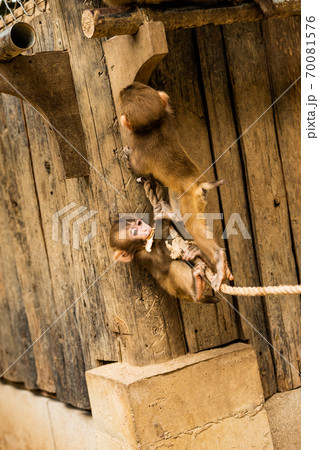 子サル 淡路島 モンキーセンター 子サル 淡路島 モンキーセンター 70081576