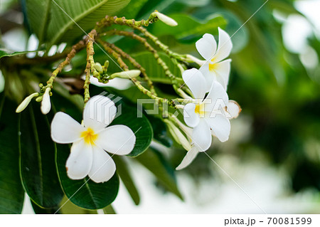 Beautiful plumeria flowers Beautiful plumeria flowers 70081599