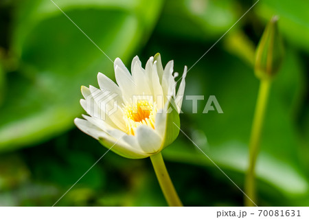Lotus flower in the basin 70081631