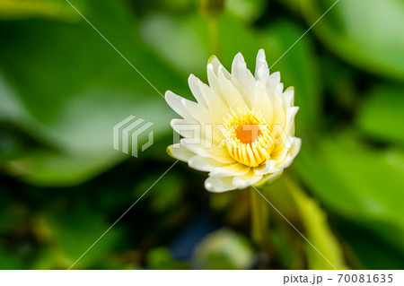 Lotus flower in the basin Lotus flower in the basin 70081635