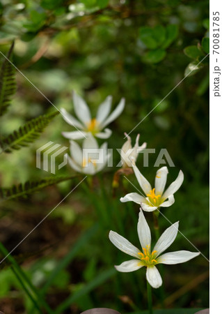 秋の菊 秋の菊 70081785