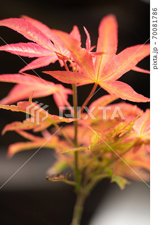 秋のイロハカエデ  秋のイロハカエデ  70081786