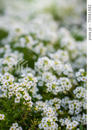 Flowers are alyssum close-up Flowers are alyssum close-up 70081882