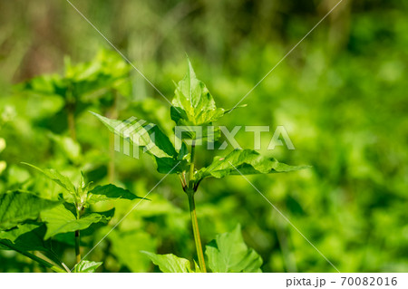 Justicia Gangetica tree 70082016