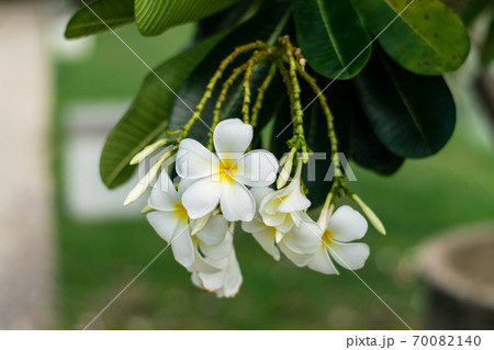 Beautiful plumeria flowers 70082140